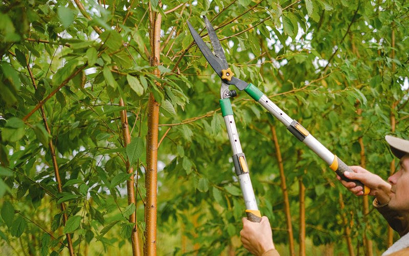Tree trimming in Rio Grande, PR